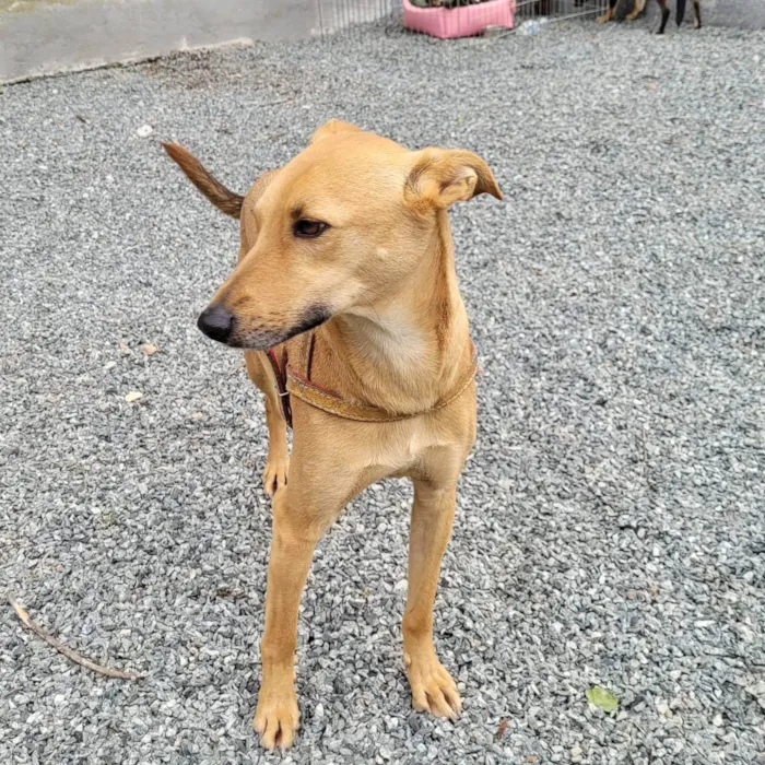 Cachorro ra a SRD idade 2 anos nome Pinhão