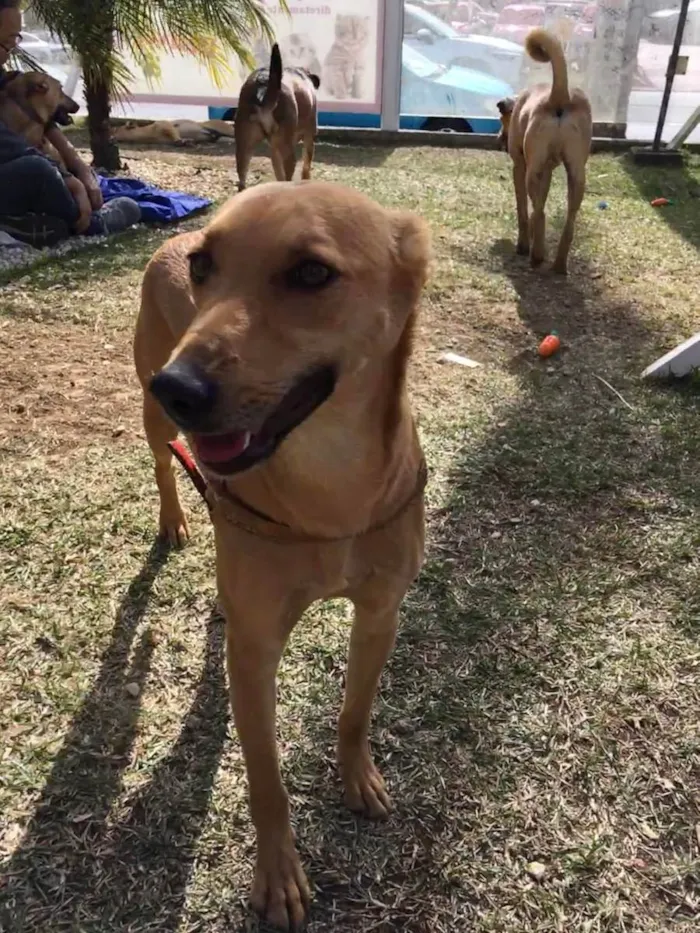 Cachorro ra a SRD idade 2 anos nome Pinhão