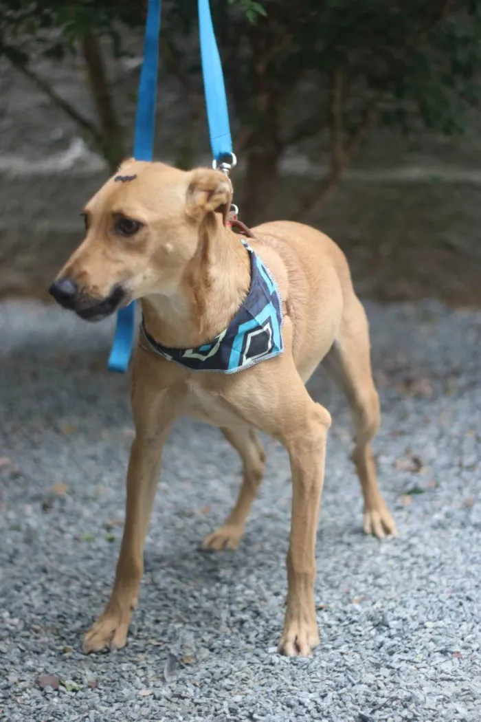 Cachorro ra a SRD idade 2 anos nome Pinhão