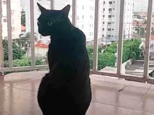 Gato raça Siamês idade 1 ano nome Bartholomeu