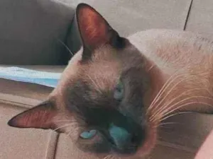 Gato raça Siamês idade 1 ano nome Frederico