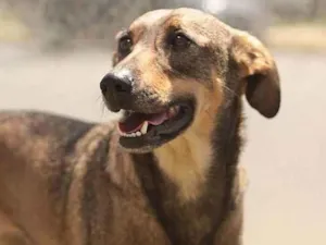 Cachorro raça SRD idade 1 ano nome Marry