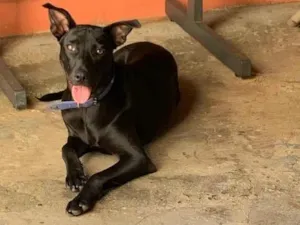 Cachorro raça  idade 7 a 11 meses nome Odin