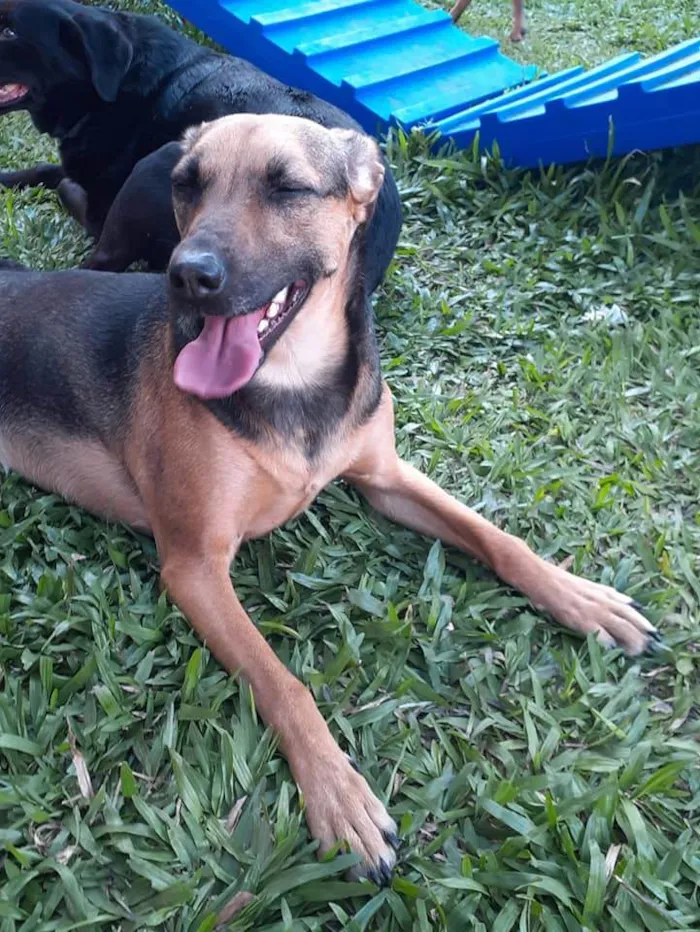 Cachorro ra a SRD-ViraLata idade 3 anos nome Bella