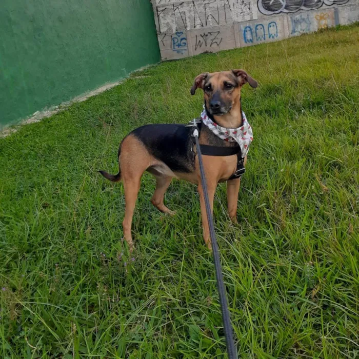 Cachorro ra a SRD-ViraLata idade 3 anos nome Bella