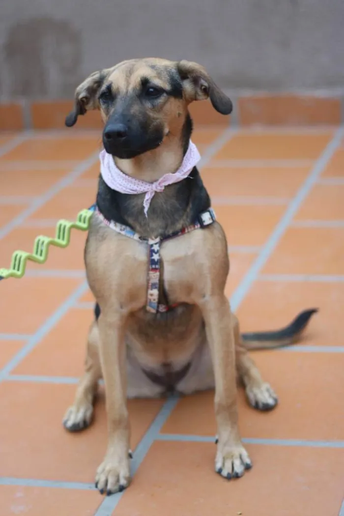 Cachorro ra a SRD-ViraLata idade 3 anos nome Bella