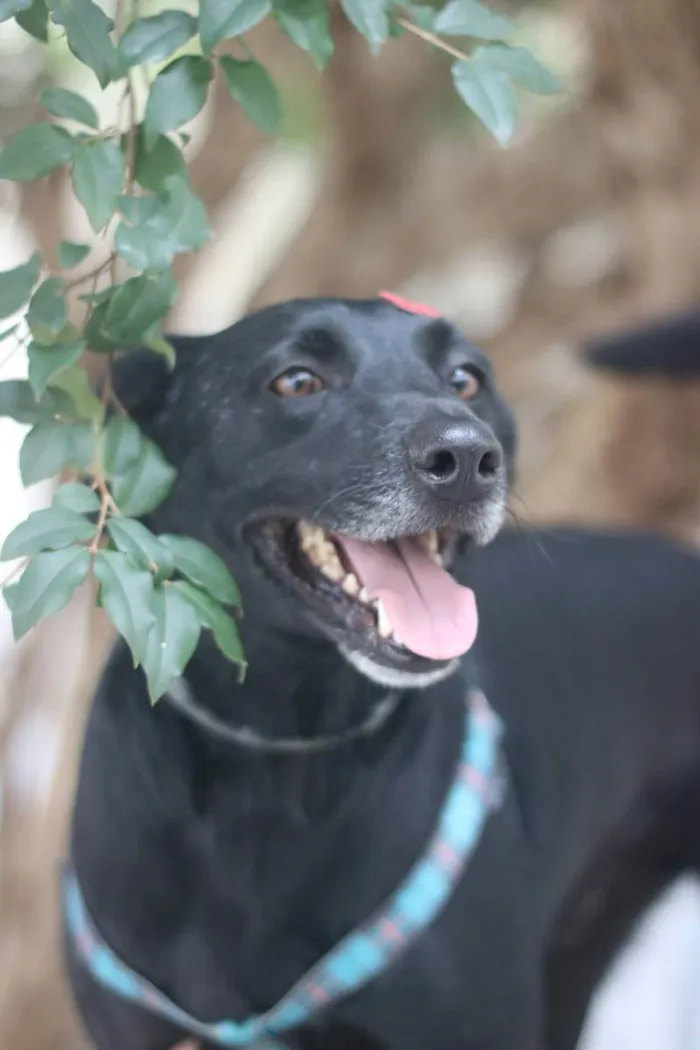 Cachorro ra a SRD idade 3 anos nome Zulu