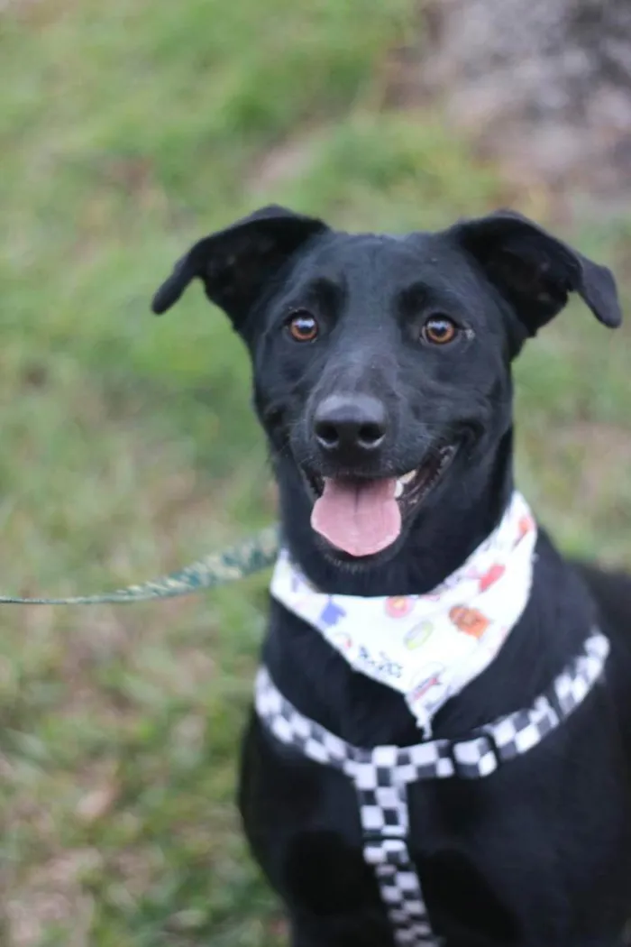 Cachorro ra a SRD idade 3 anos nome Zulu