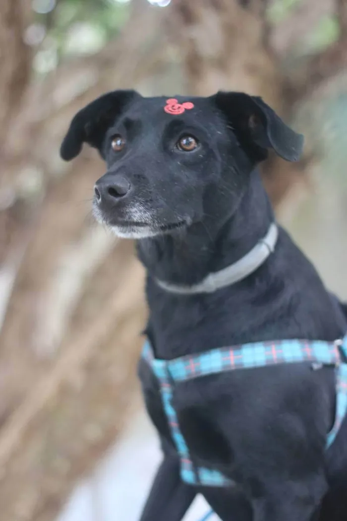 Cachorro ra a SRD idade 3 anos nome Zulu