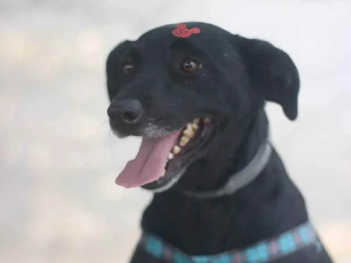 Cachorro ra a SRD idade 3 anos nome Zulu