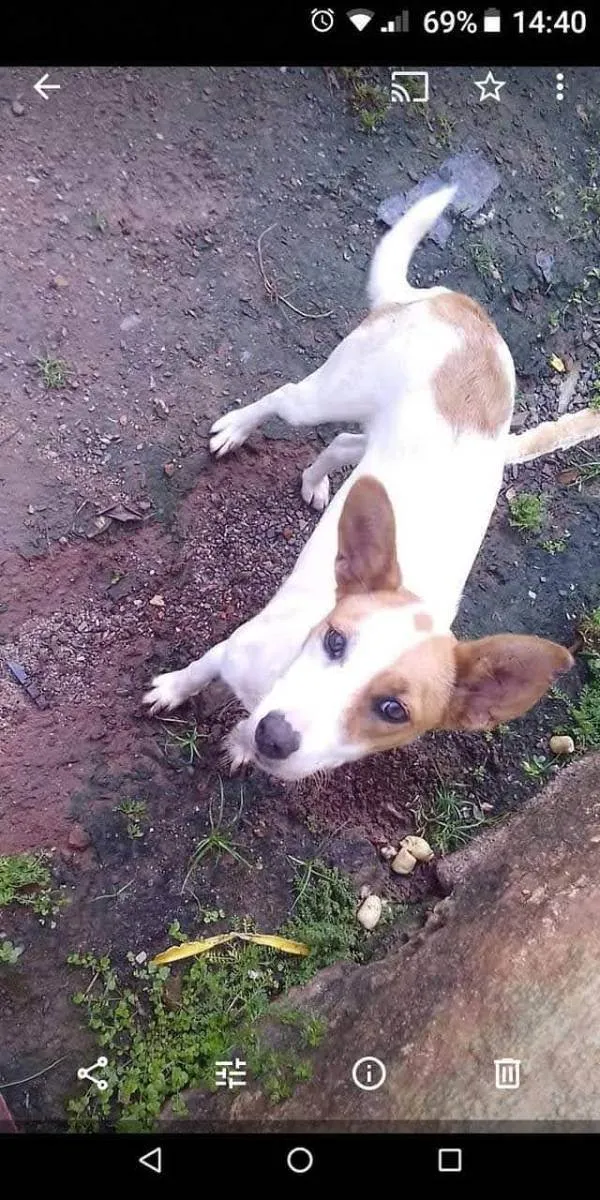 Cachorro ra a Vira lata  idade 3 anos nome Branquinha 