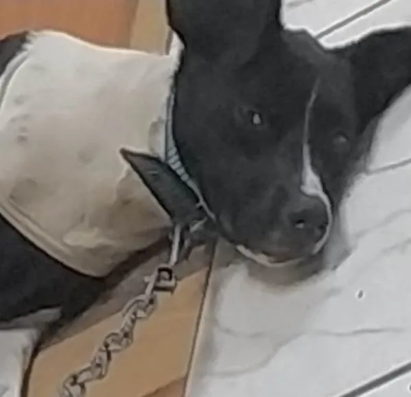 Cachorro ra a Mestiço  idade 1 ano nome Mike 