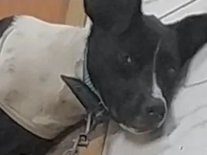 Cachorro raça Mestiço  idade 1 ano nome Mike 