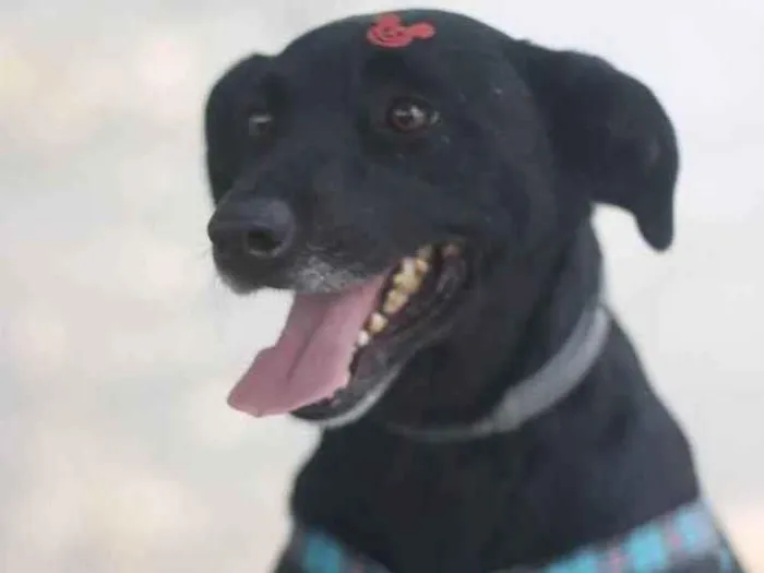 Cachorro ra a SRD idade 3 anos nome Zulu