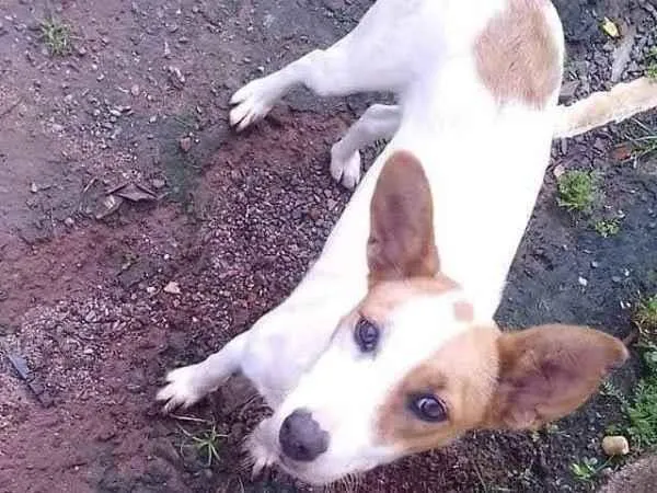 Cachorro ra a Vira lata  idade 3 anos nome Branquinha 