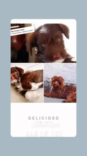 Cachorro raça Viralata idade 2 anos nome Elvis