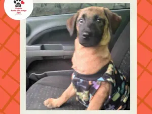 Cachorro raça Sem raça definida idade 2 a 6 meses nome Barney 