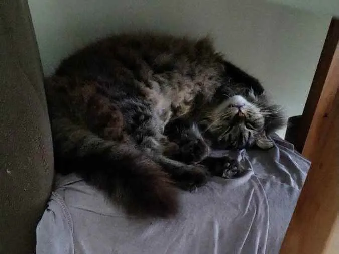Gato raça Mixta  idade 5 anos nome Nino 