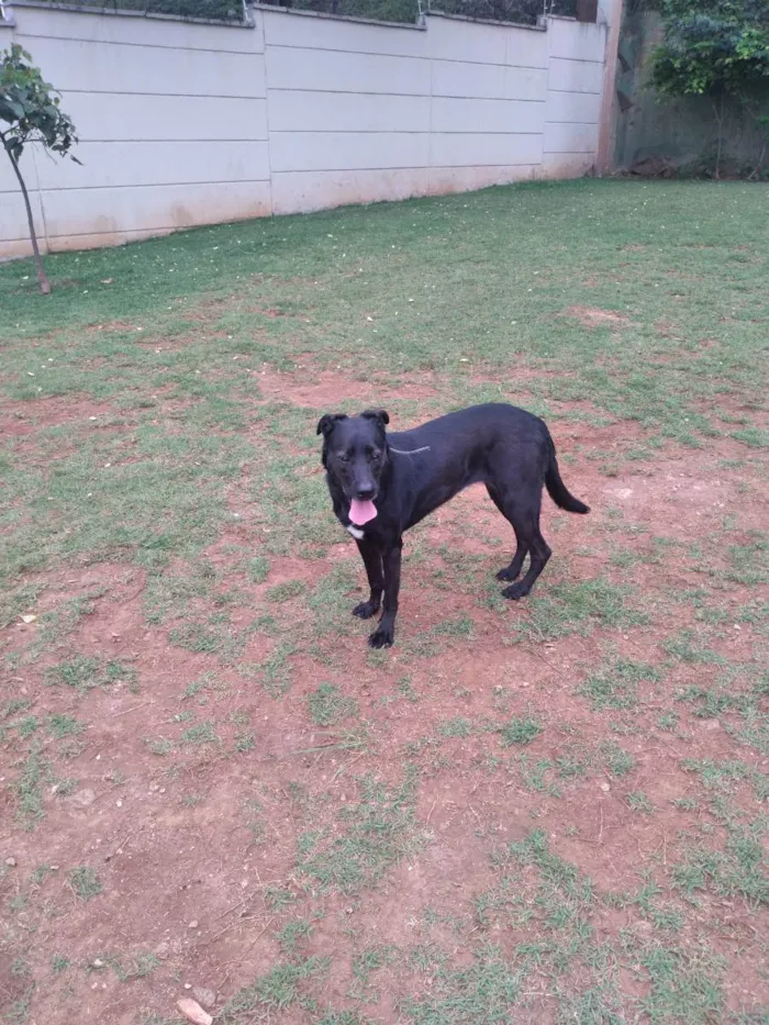 Cachorro ra a Pastor alemão com labrador  idade 5 anos nome Belinha 