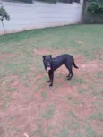 Belinha