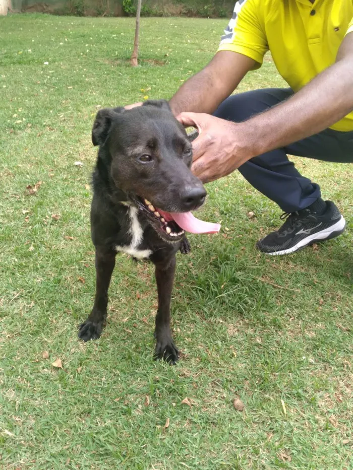 Cachorro ra a Pastor alemão com labrador  idade 5 anos nome Belinha 