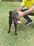 Belinha