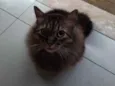 Nino 
