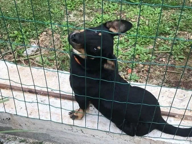 Cachorro ra a Sem raça  idade 6 ou mais anos nome Sem nome 