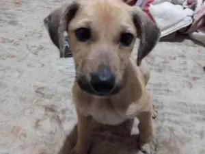 Cachorro raça SRD idade 2 a 6 meses nome Dave