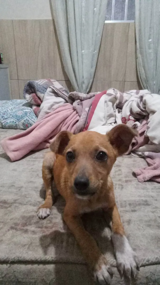 Cachorro ra a SRD idade 2 a 6 meses nome Perola