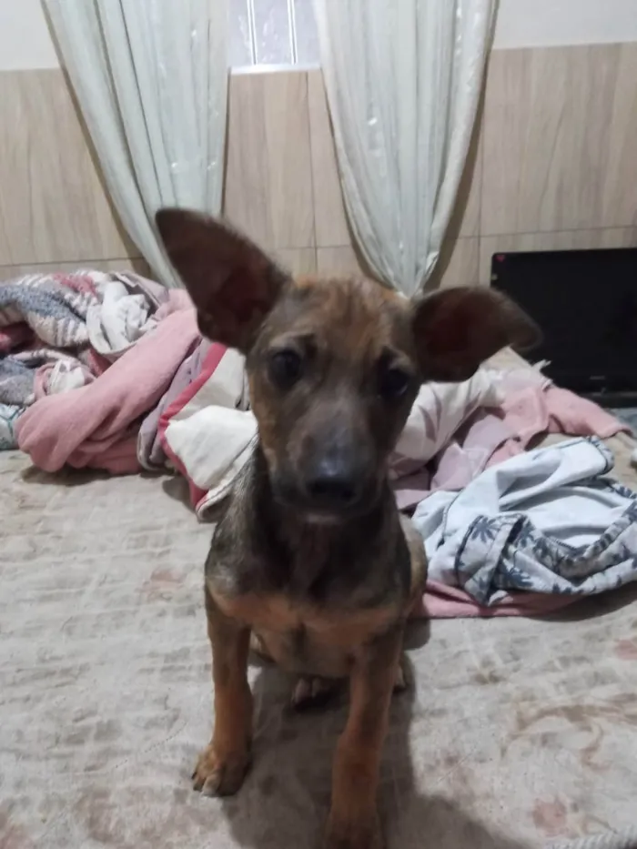 Cachorro ra a SRD idade 2 a 6 meses nome Estrela