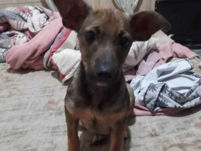 Cachorro ra a SRD idade 2 a 6 meses nome Estrela