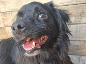 Cachorro raça srd idade 2 anos nome MAX