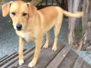 Cachorro raça SRD idade 1 ano nome Lua