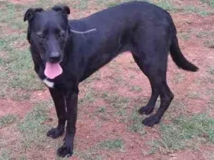 Cachorro raça Pastor alemão com labrador  idade 5 anos nome Belinha 