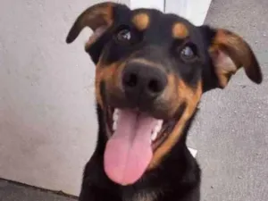 Cachorro raça Mista idade 7 a 11 meses nome Cookie