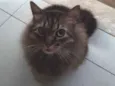 Nino 