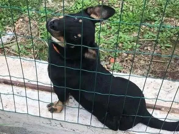 Cachorro ra a Sem raça  idade 6 ou mais anos nome Sem nome 