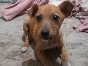 Cachorro raça SRD idade 2 a 6 meses nome Perola