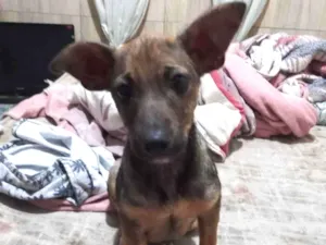 Cachorro raça SRD idade 2 a 6 meses nome Estrela