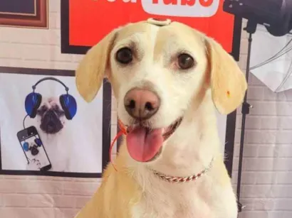Cachorro raça SRD idade 2 anos nome Pepita