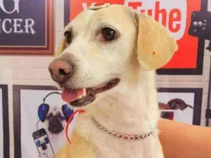 Cachorro raça SRD idade 2 anos nome Pepita