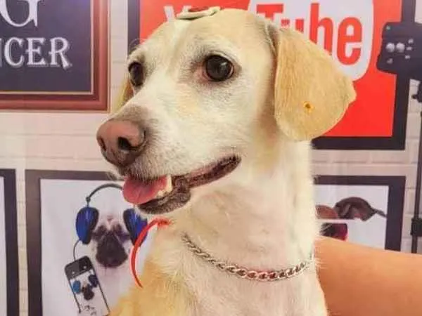 Cachorro ra a SRD idade 2 anos nome Pepita