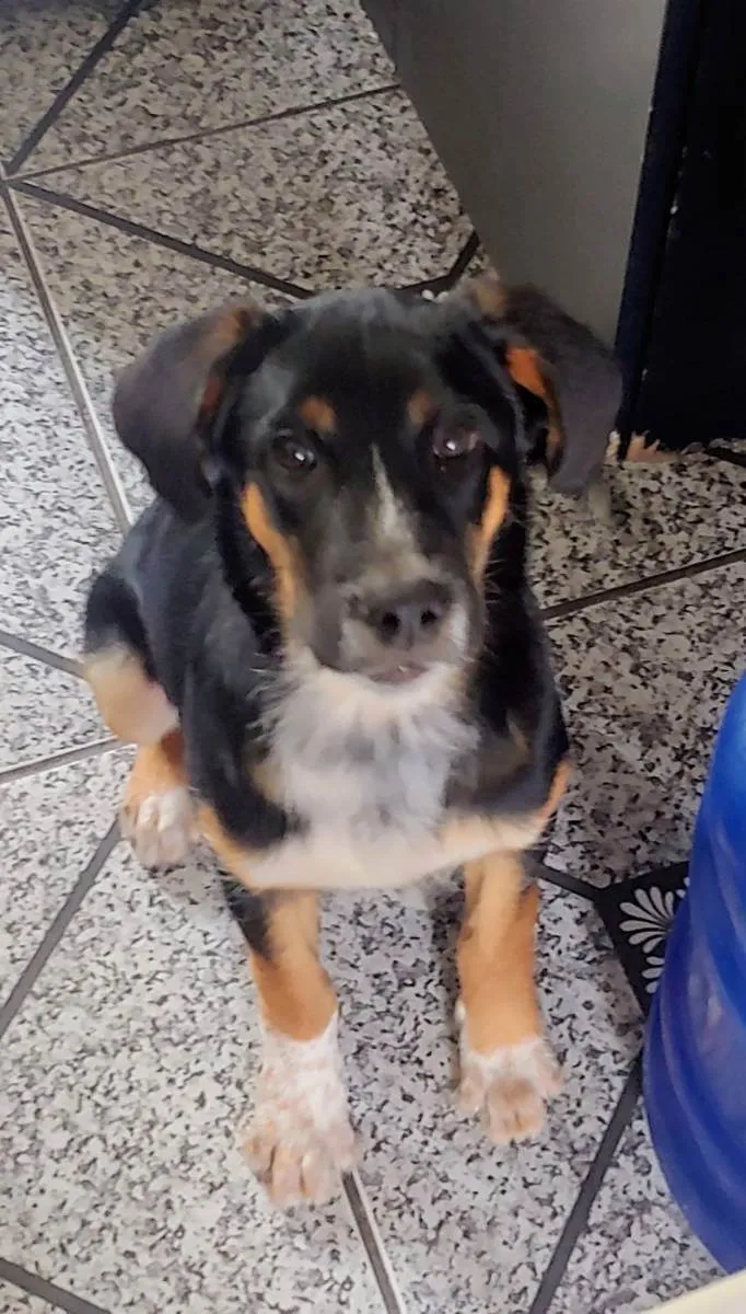 Cachorro ra a Indefinida  idade 2 a 6 meses nome Bobi