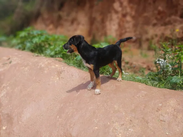 Cachorro ra a Indefinida  idade 2 a 6 meses nome Bobi