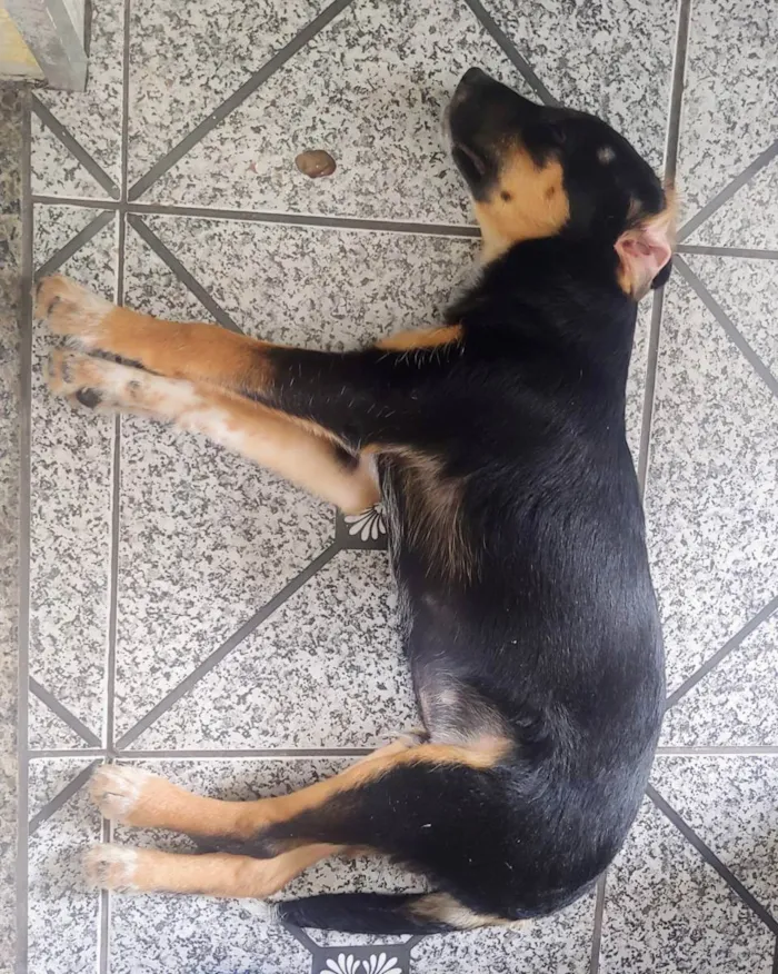 Cachorro ra a Indefinida  idade 2 a 6 meses nome Bobi