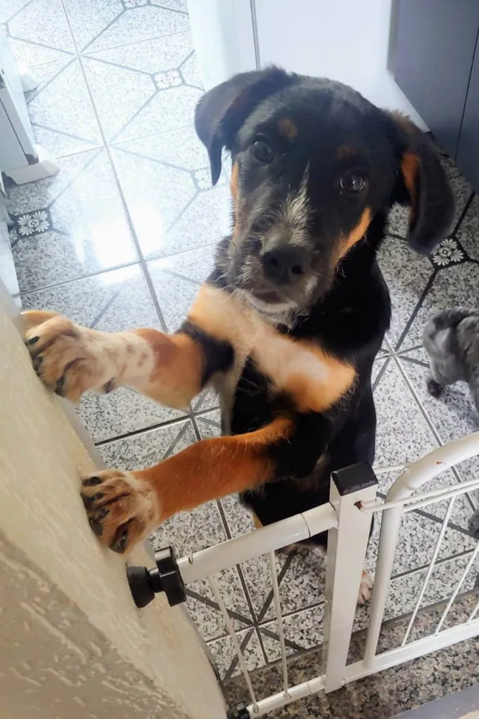 Cachorro ra a Indefinida  idade 2 a 6 meses nome Bobi