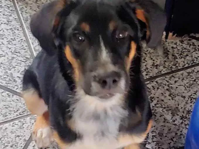 Cachorro ra a Indefinida  idade 2 a 6 meses nome Bobi