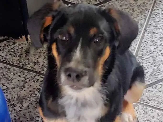 Cachorro ra a Indefinida  idade 2 a 6 meses nome Bobi