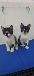 Maya e Luna